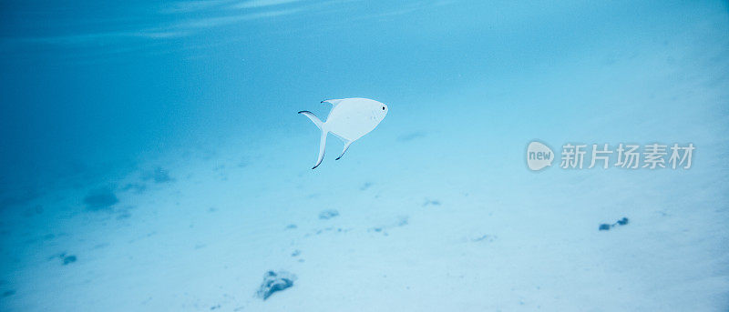 马尔代夫水下海洋生物世界