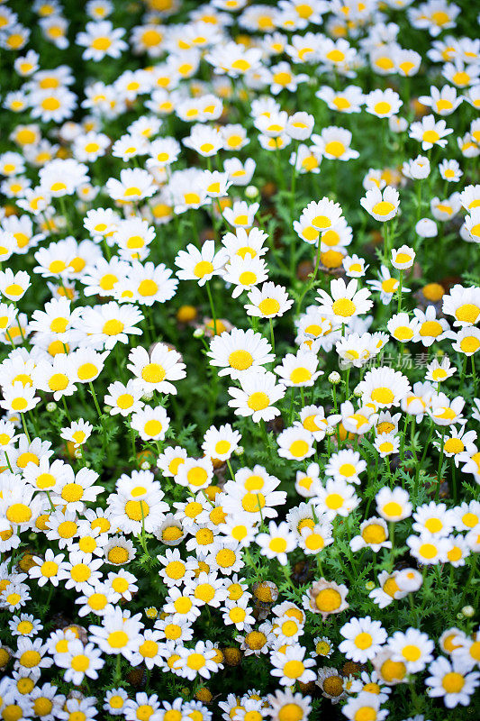 Oxeye雏菊的春天背景