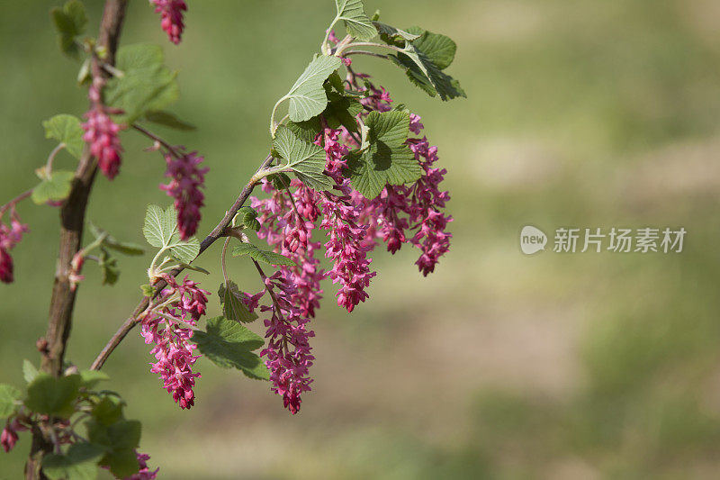 开花醋栗，红醋栗;本空间