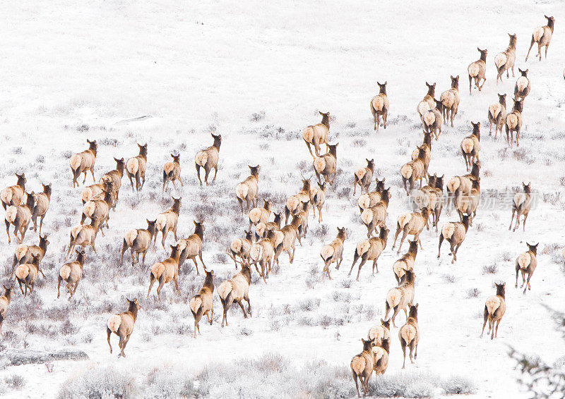 一群奔跑的麋鹿。