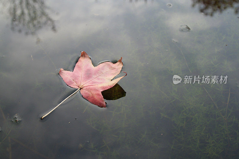 秋叶在水里