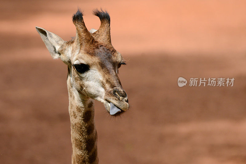 小长颈鹿露出舌头