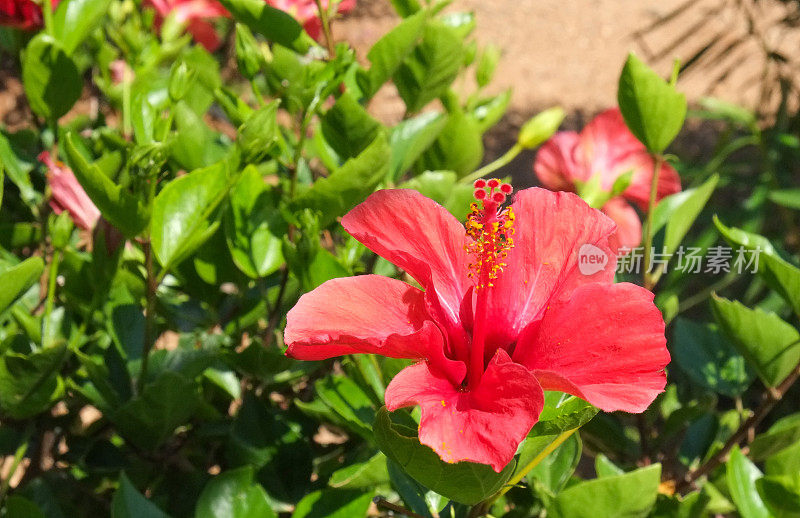 红色的芙蓉花和叶