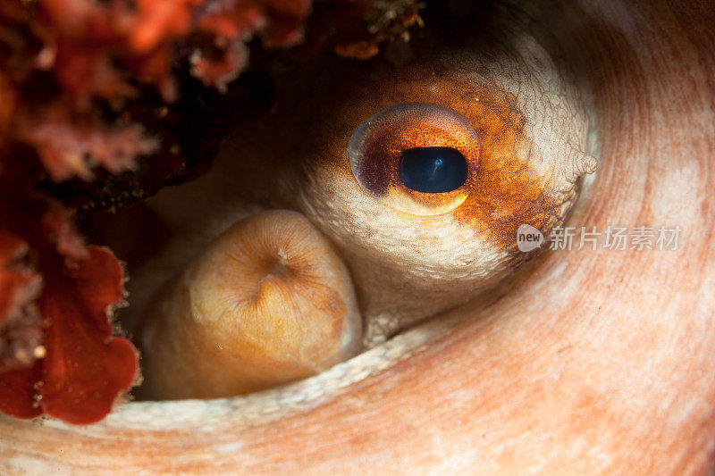 章鱼躲藏在暗礁，西北科米诺托岛，马耳他