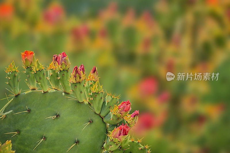 仙人掌花刺梨