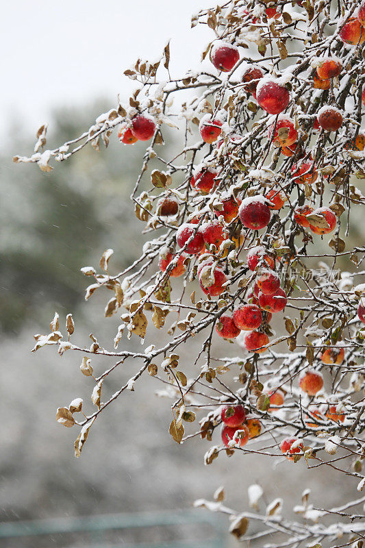 苹果树在冬季暴风雪垂直