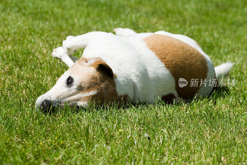 生病的杰克罗素犬