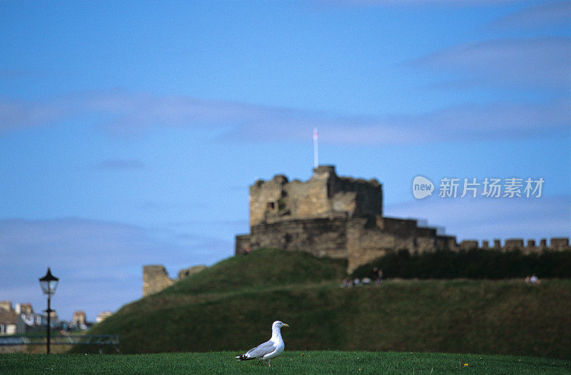 带有海鸥的泰恩茅斯城堡——英国历史地标