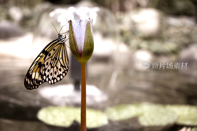 蝴蝶在郁金香上休息