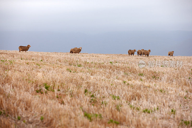 南非平原上的羊群