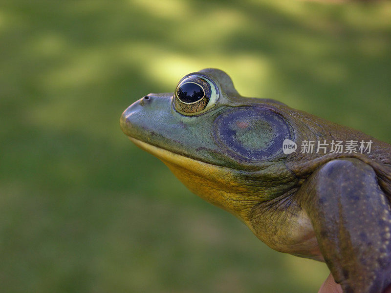 青蛙靠过去