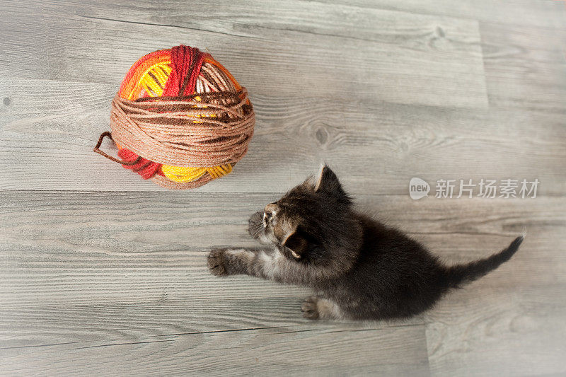 小猫和他的毛绒玩具