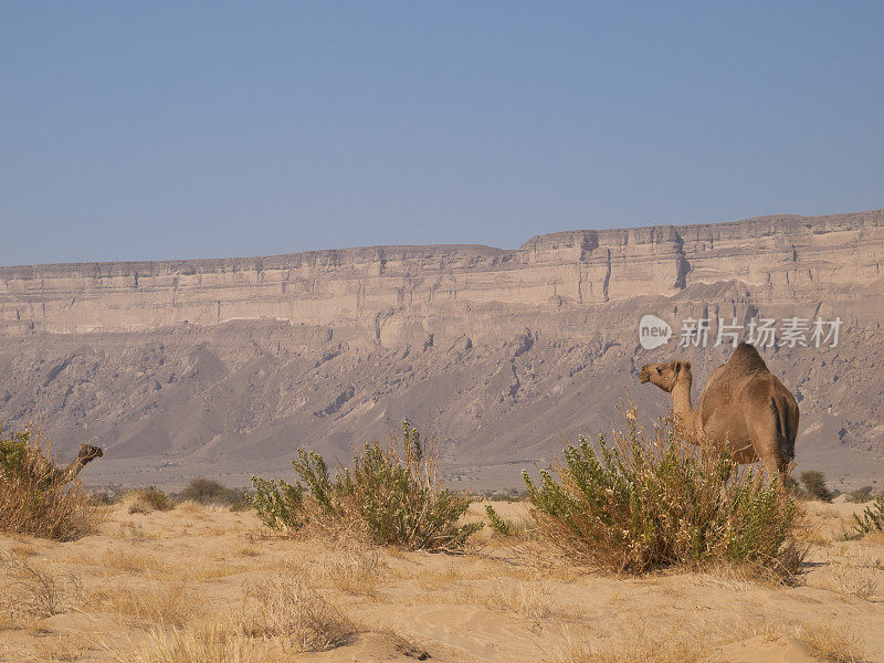 骆驼在沙漠