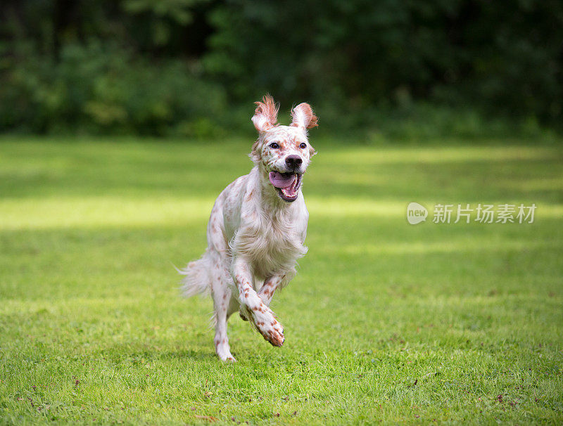 挪威，英国塞特犬冲向镜头