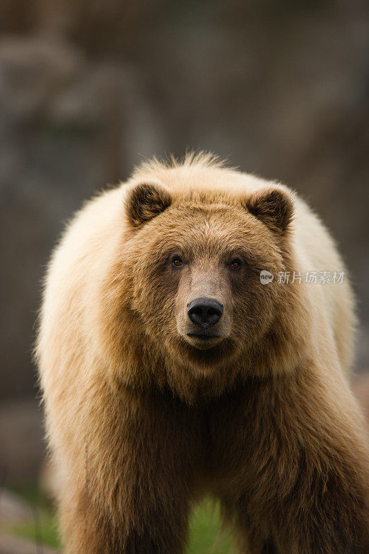 灰熊或棕熊盯着镜头。