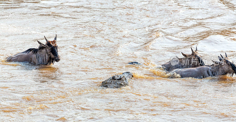 鳄鱼攻击-肯尼亚大角马迁徙