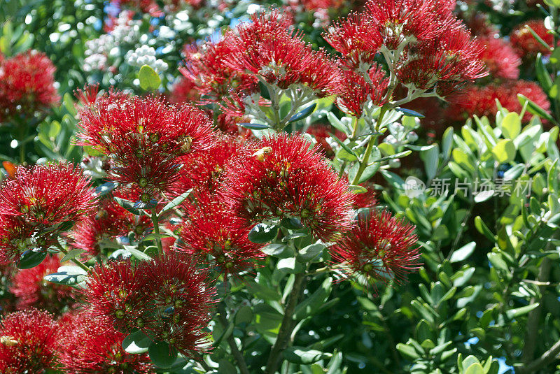 新西兰Pohutukawa