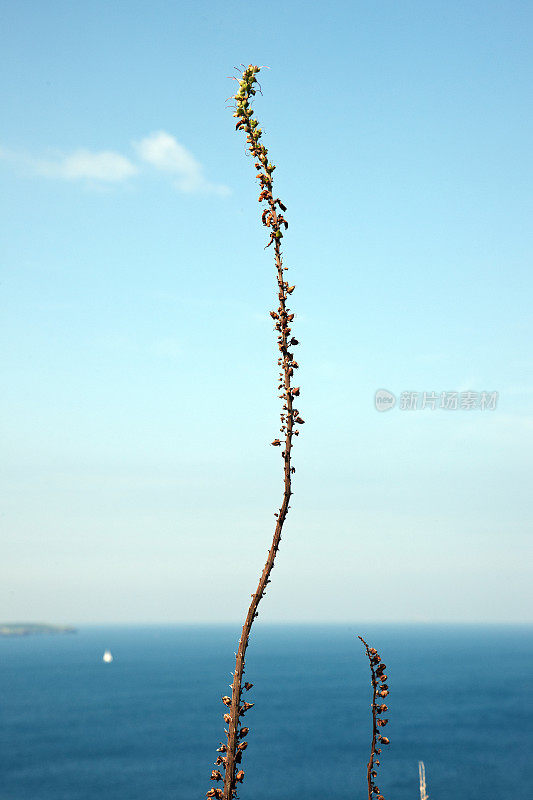 彭布罗克郡海岸的野花和船只