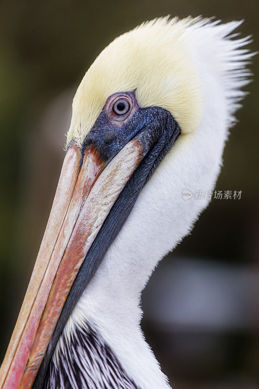 褐鹈鹕特写镜头