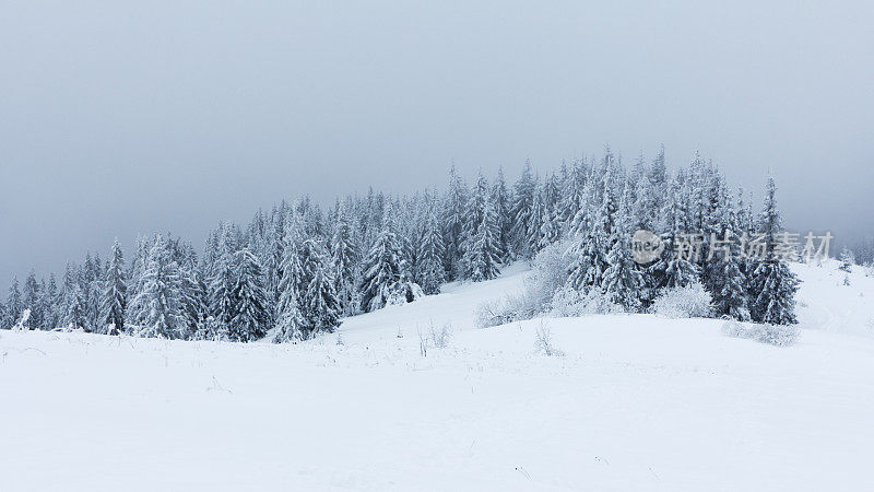 冬天的风景有雪冷杉树