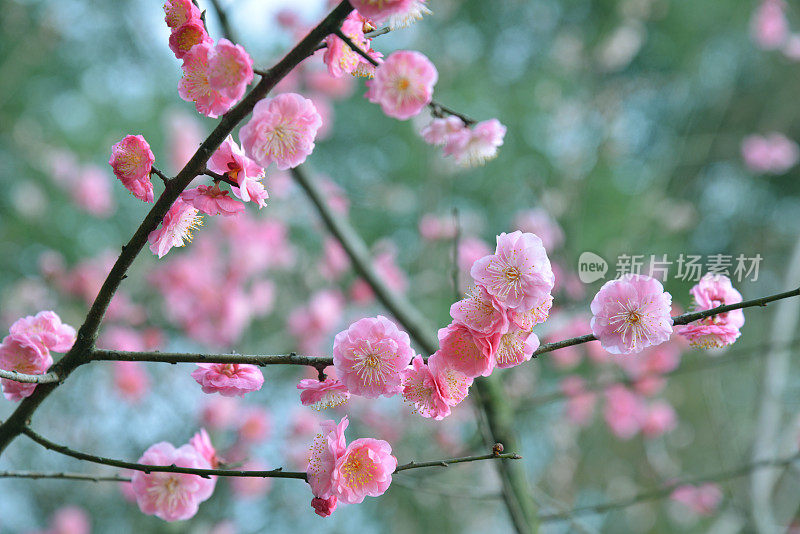 美丽的桃红梅花在春天盛开