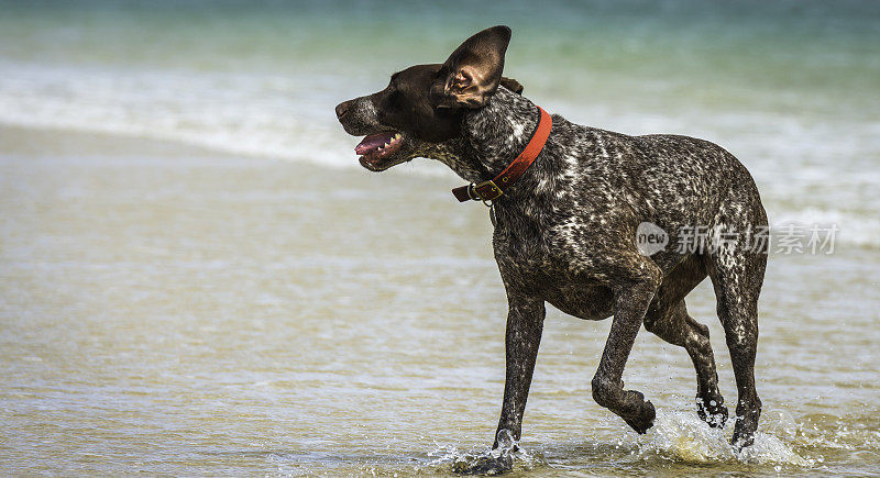 德国短毛犬在海滩冲浪