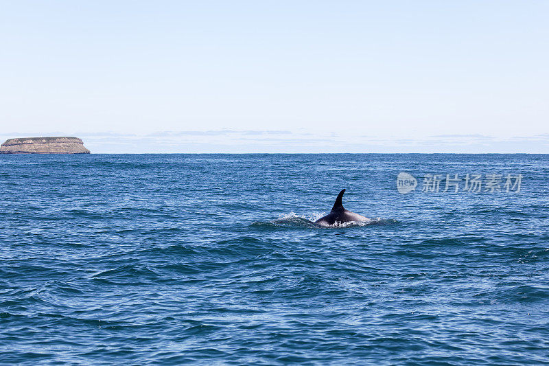 胡沙维克峡湾的白喙海豚