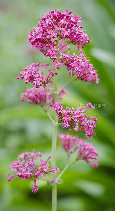 红色缬草，Centranthus红宝石