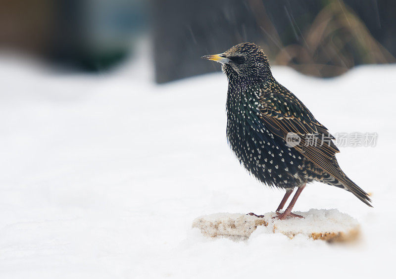 雪中的八哥