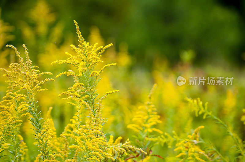 秋麒麟草属植物