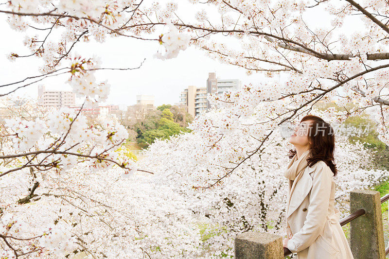 日本女子看樱花