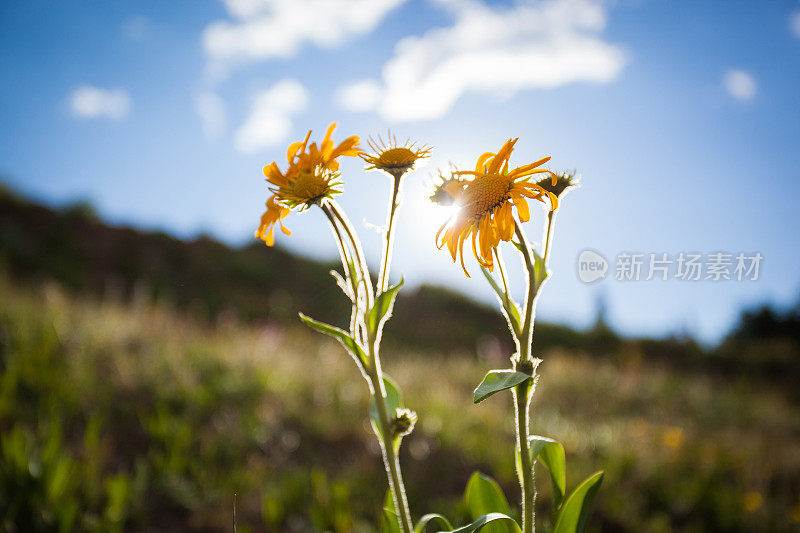 落基山脉野花景观