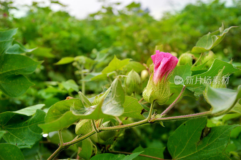 棉花地里