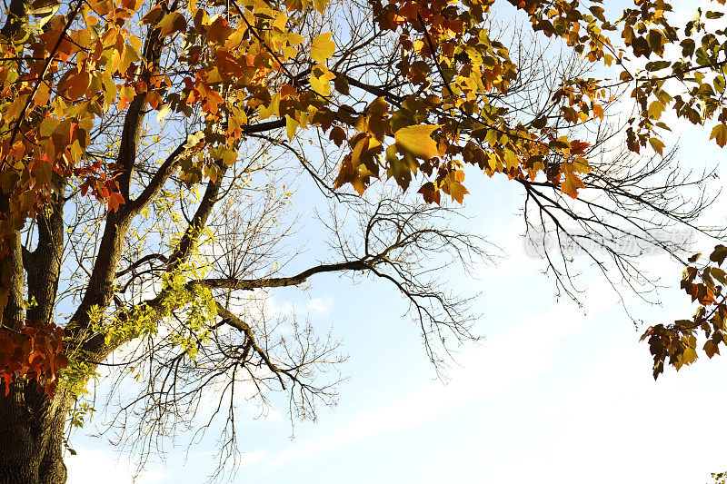秋天的枫树，充满生气，红色，黄色，橙色，日落