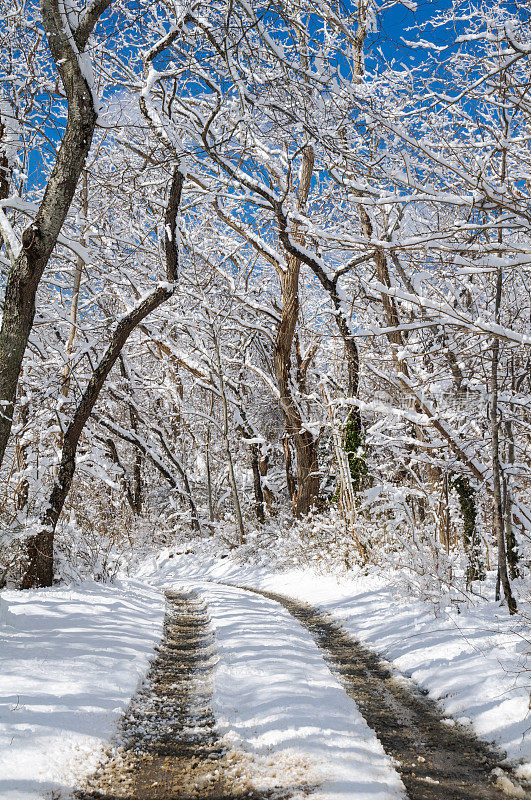 穿过白雪树林的道路