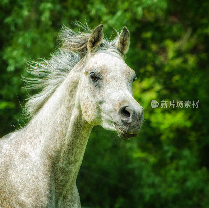 阿西尔阿拉伯种马的肖像