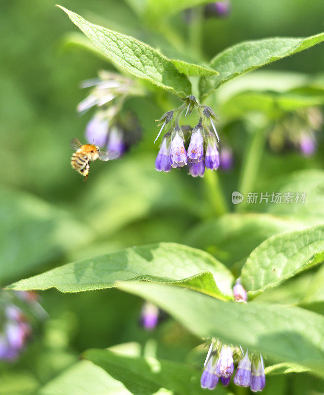 大黄蜂和野花