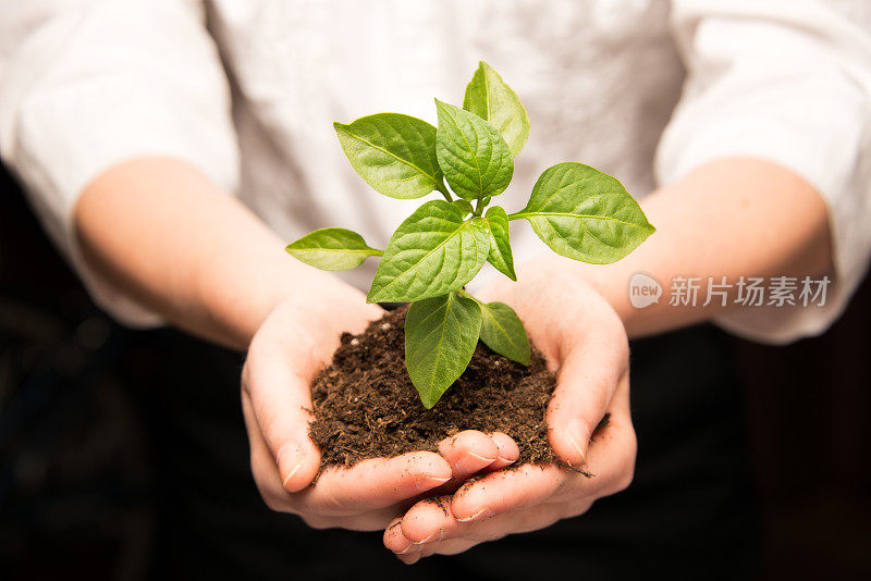 女人拿着植物