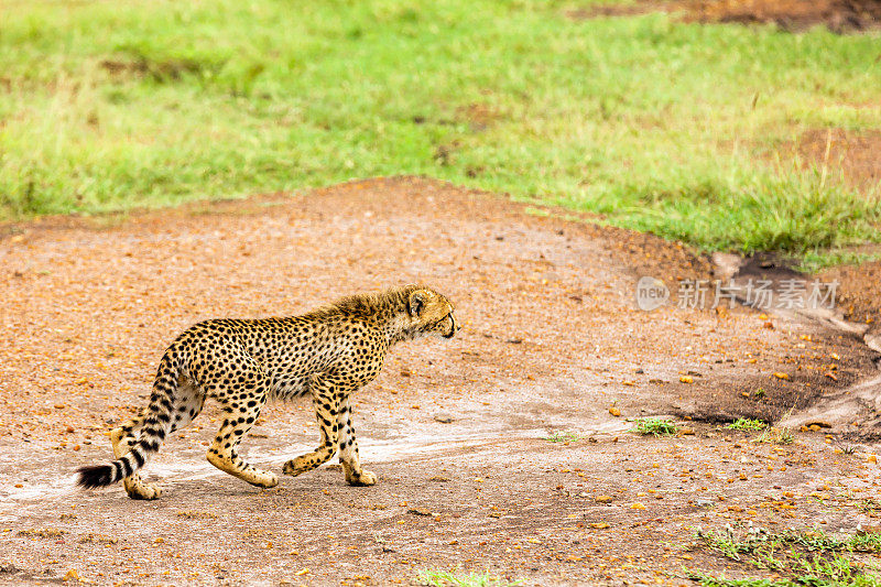 在土路上行走的小猎豹-观察和捕食