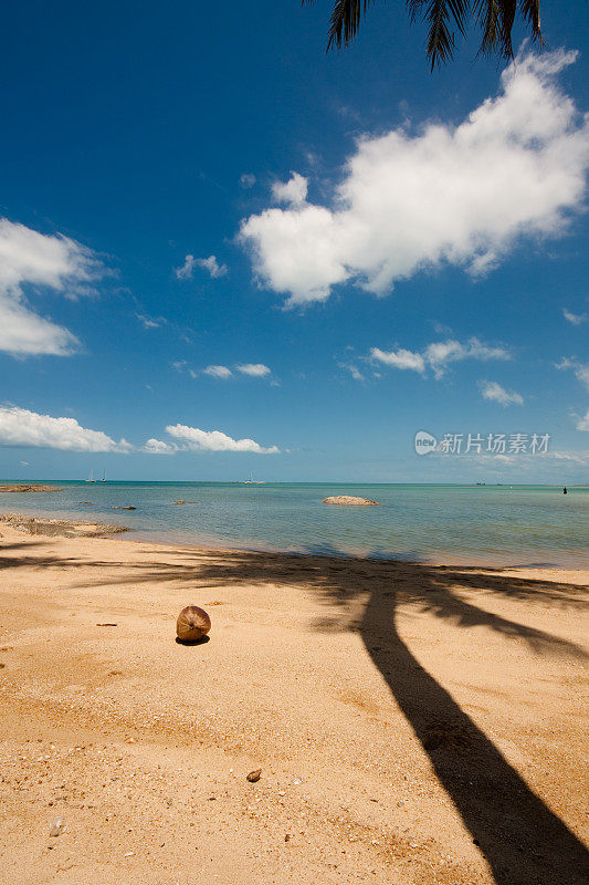 泰国苏梅岛查翁热带海滩上的一棵棕榈树