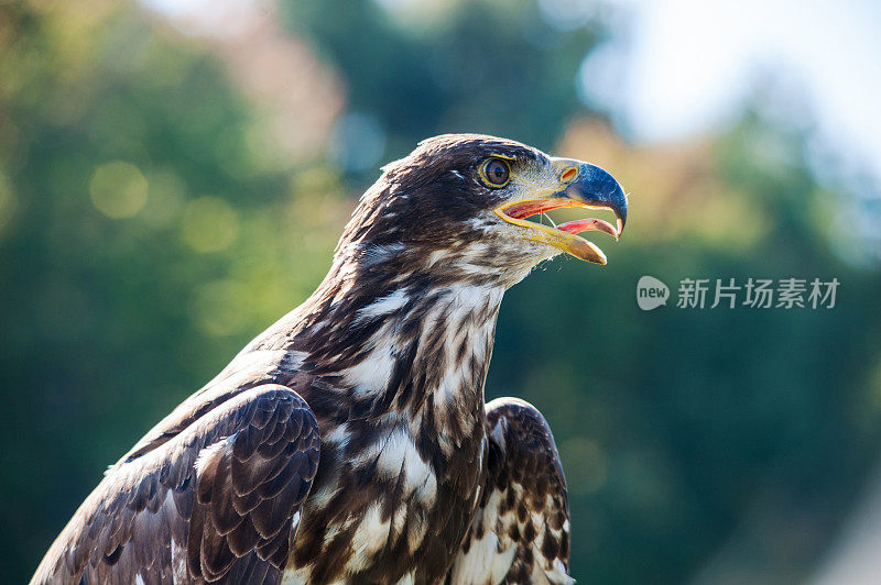 鹰特写