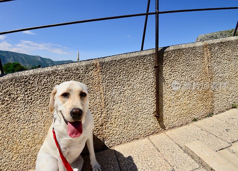 拉布拉多寻回犬