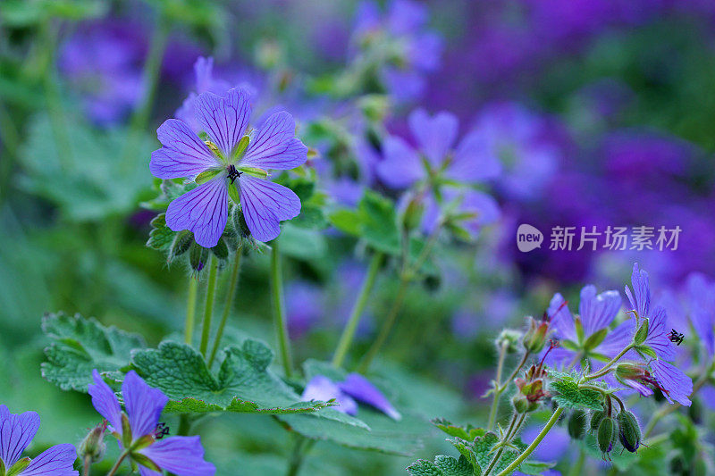 天竺葵和紫色西洋菜