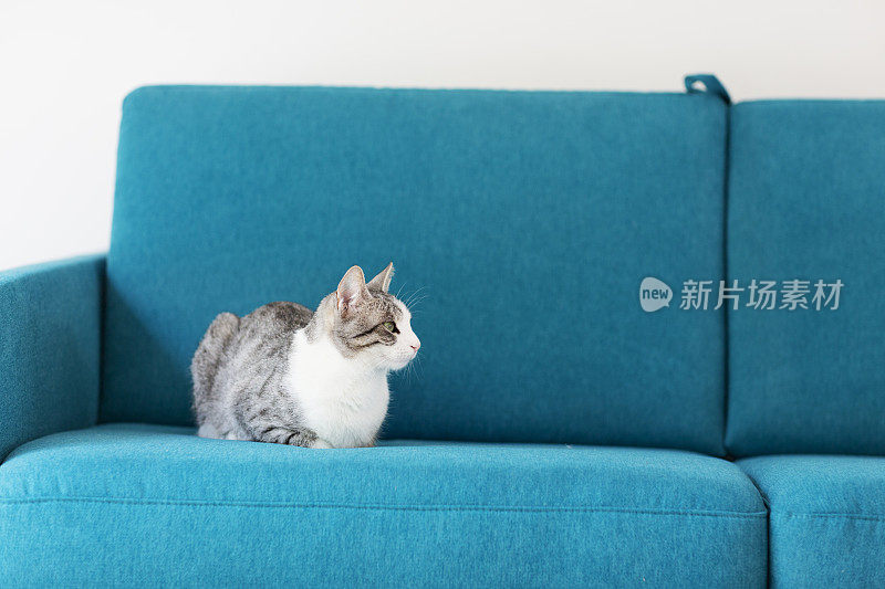 虎斑猫坐在沙发上