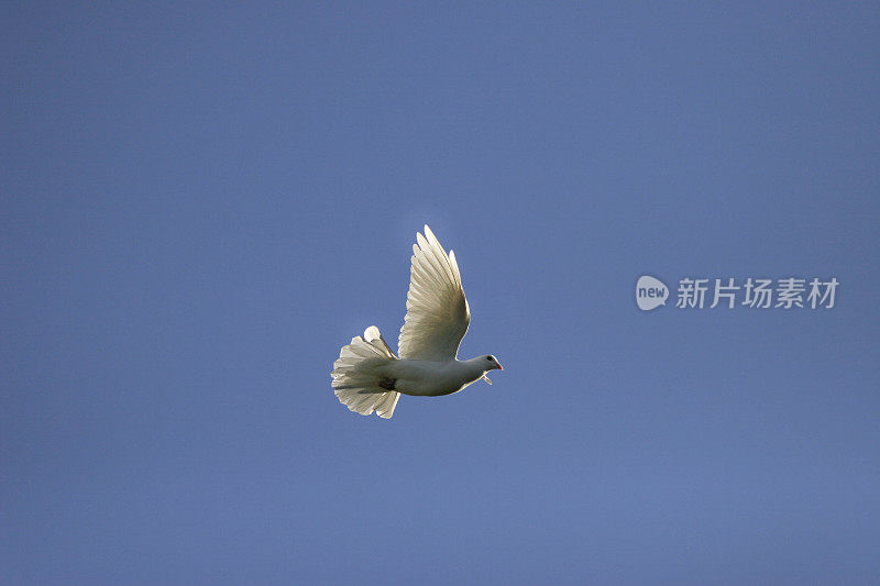 鸽子在湛蓝的天空下飞翔