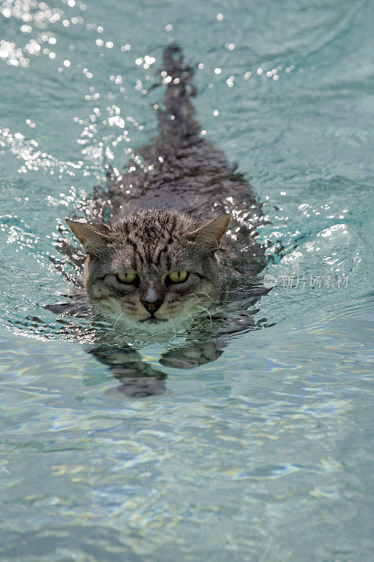 猫与明亮的眼睛游泳游泳池近距离