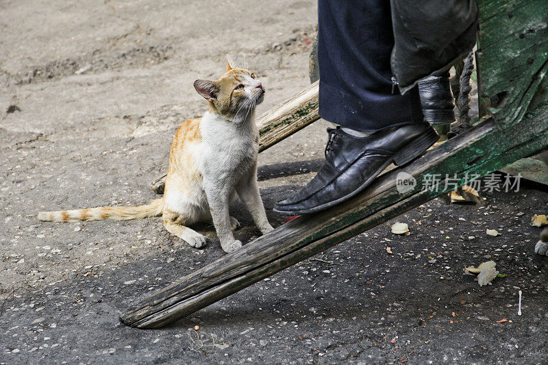 流浪猫看着一个男人