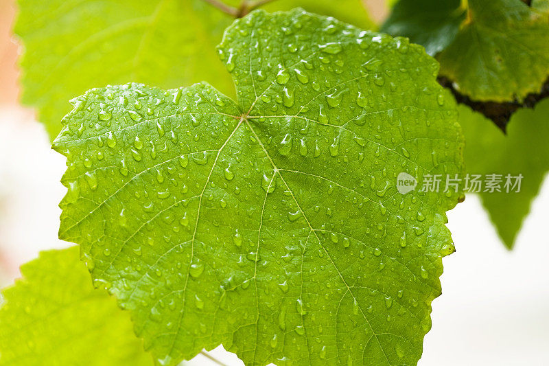 小雨打在叶