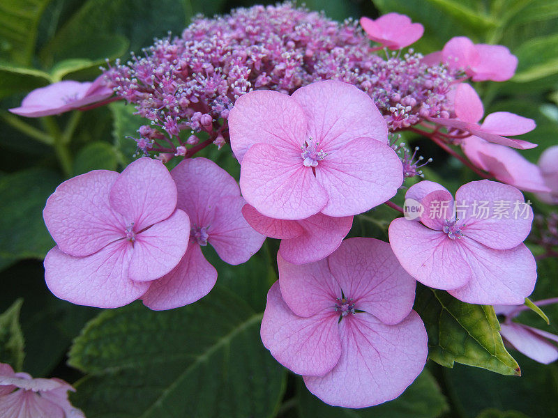 紫绣球花属植物花