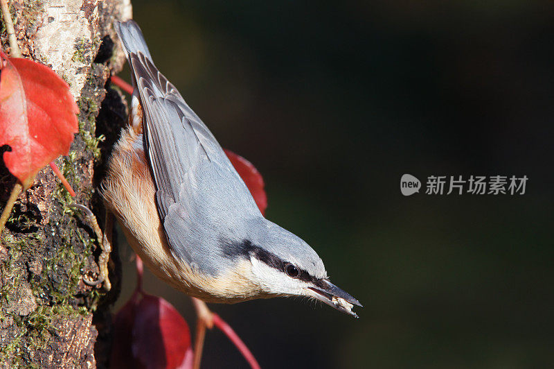 欧洲在饲料